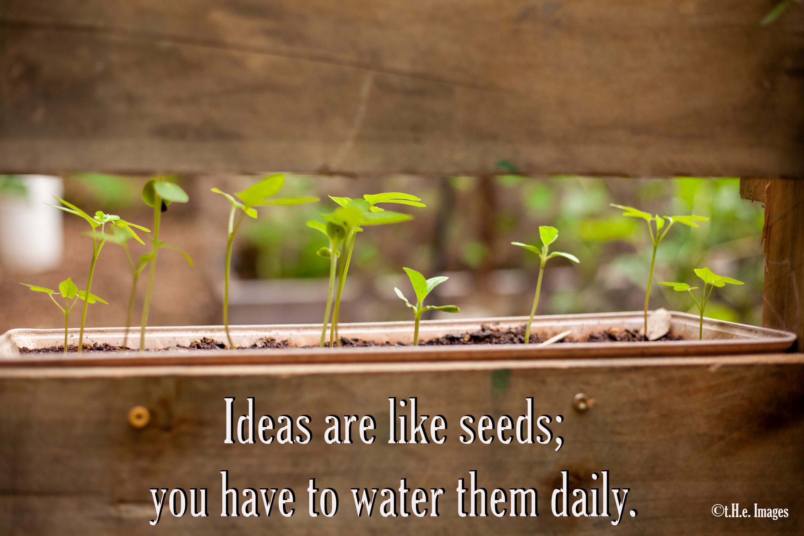 How Then Shall We Plant?