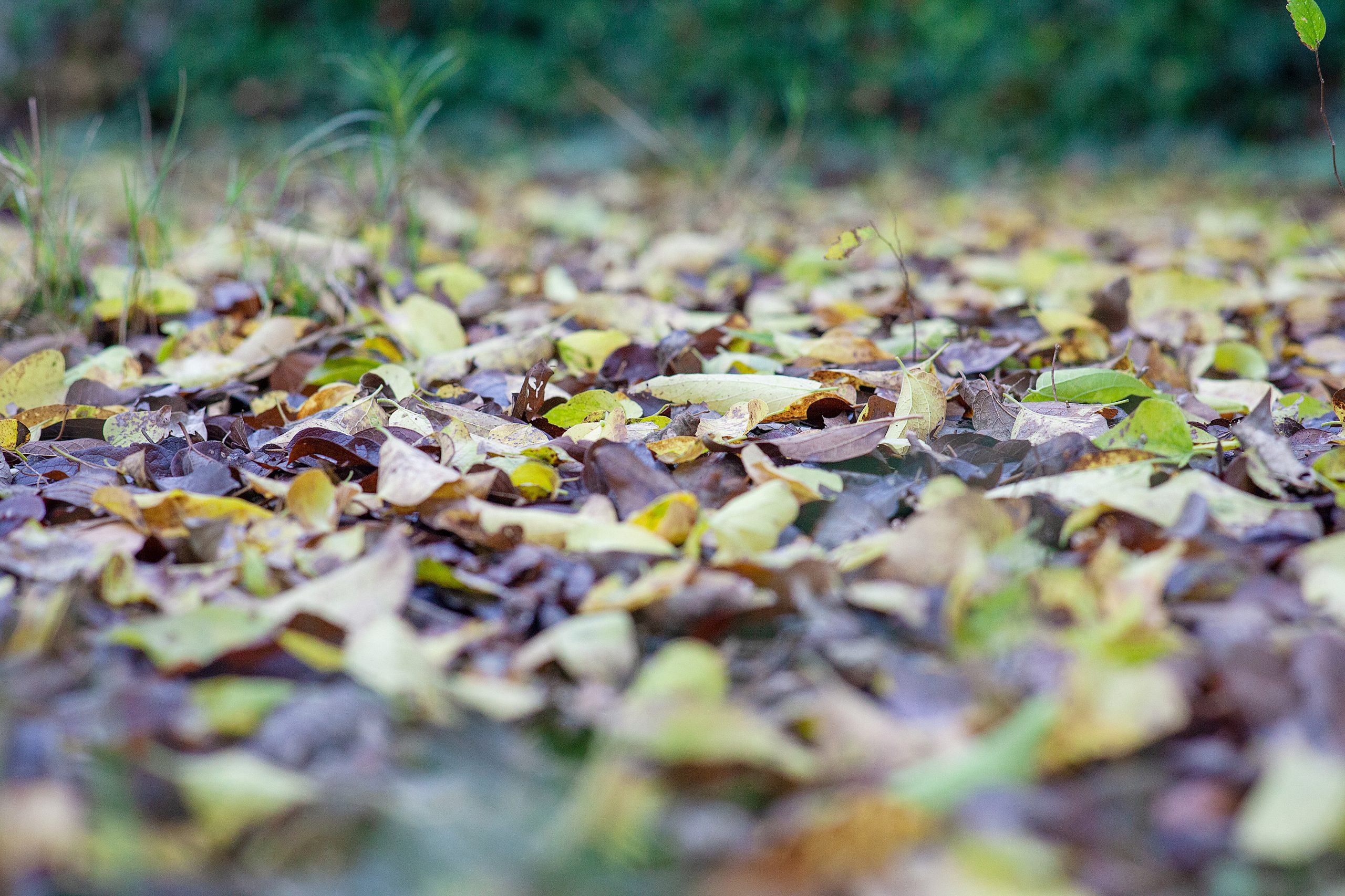 Changes in the Garden