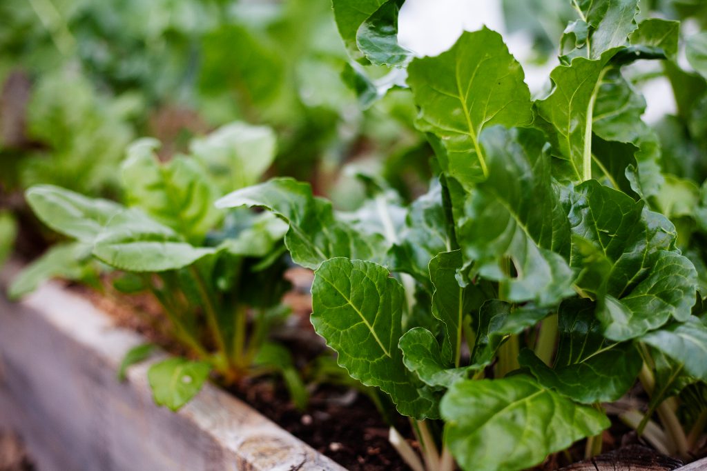 Swiss chard